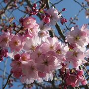 Prunus