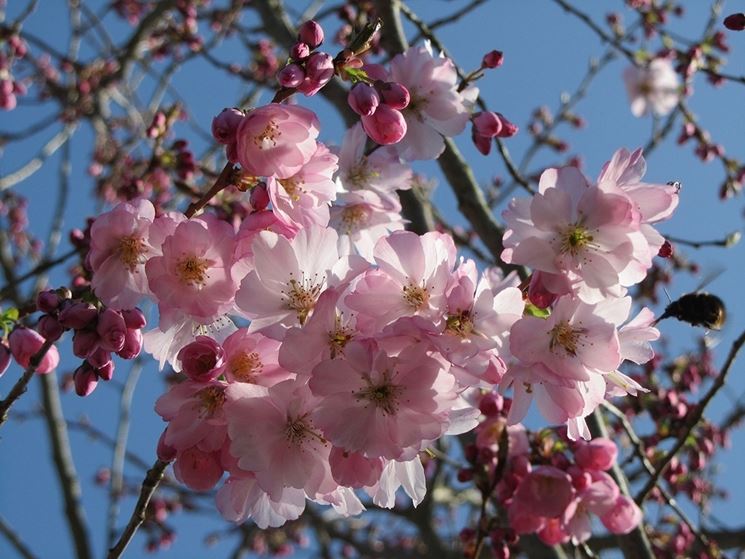 Prunus