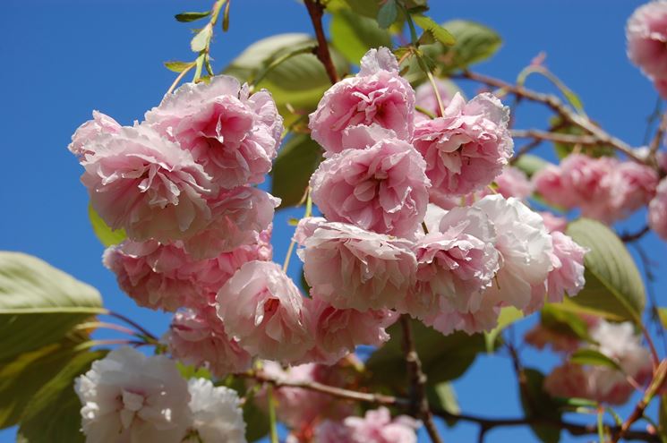 Prunus serrulata