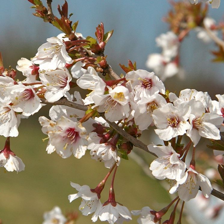 Prunus incisa