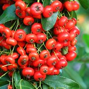 Pyracantha e Cotoneaster 