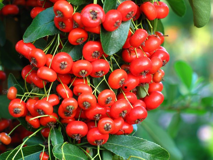 Pyracantha e Cotoneaster 