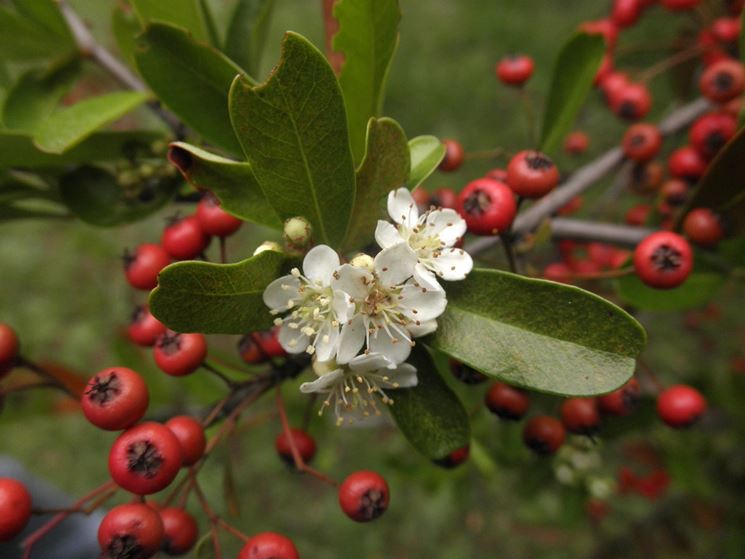 fiori di piracantha