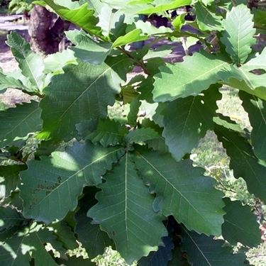 quercus dentata habit