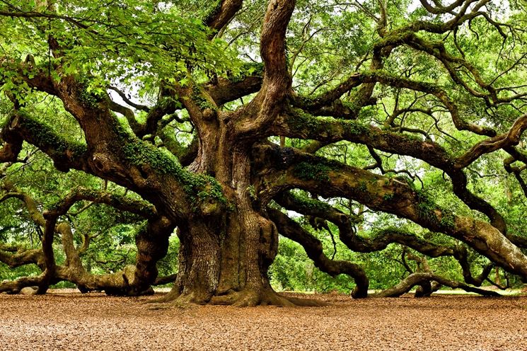 Quercia - albero