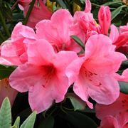 Rododendro  