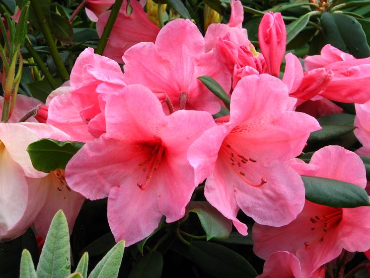 Rododendro