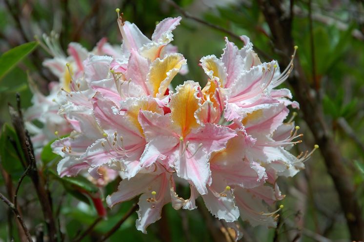 Rododendro  