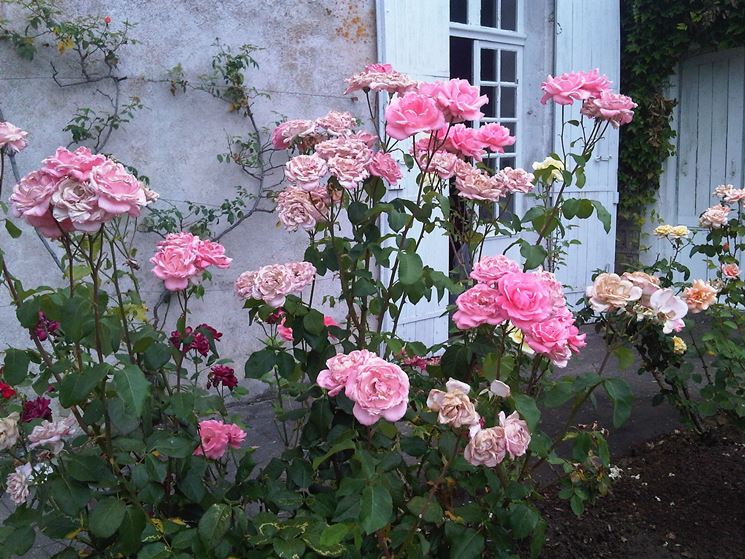 rosa rugotida