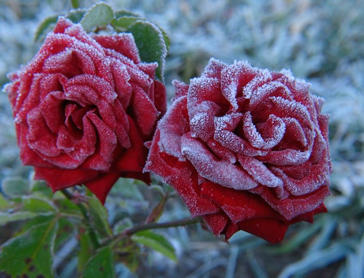 Compartilhar 72+ imagem rosa do inverno - br.thptnganamst.edu.vn