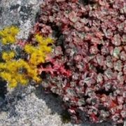 Sedum 