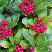 Skimmia