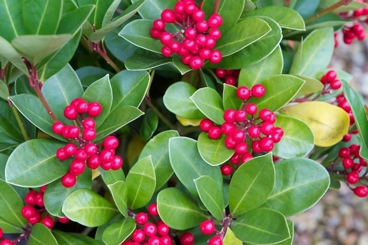 Skimmia