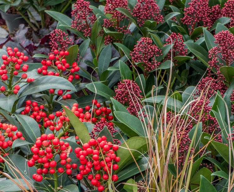 skimmia