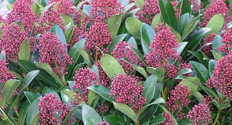 Skimmia