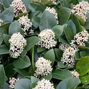 skimmia