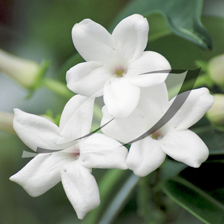 Trachelospermum jasminoides 