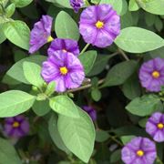 Solanum