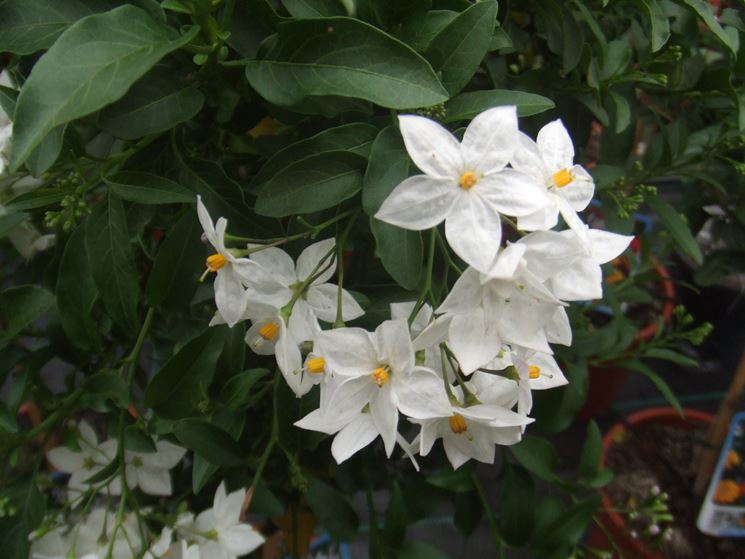 Solanum