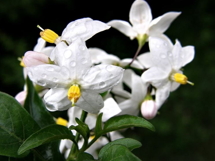 fiore solanum jasminoides