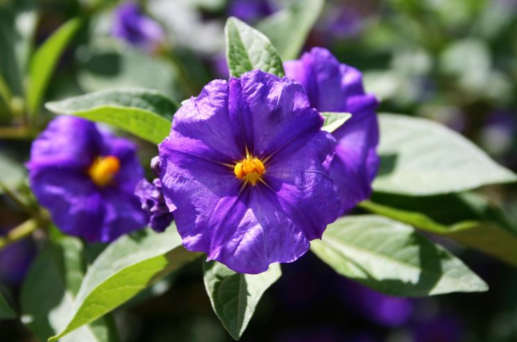 Solanum rantonnettii