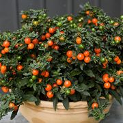 pianta con palline arancioni