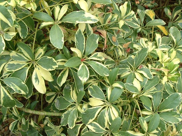 Foglie variegate