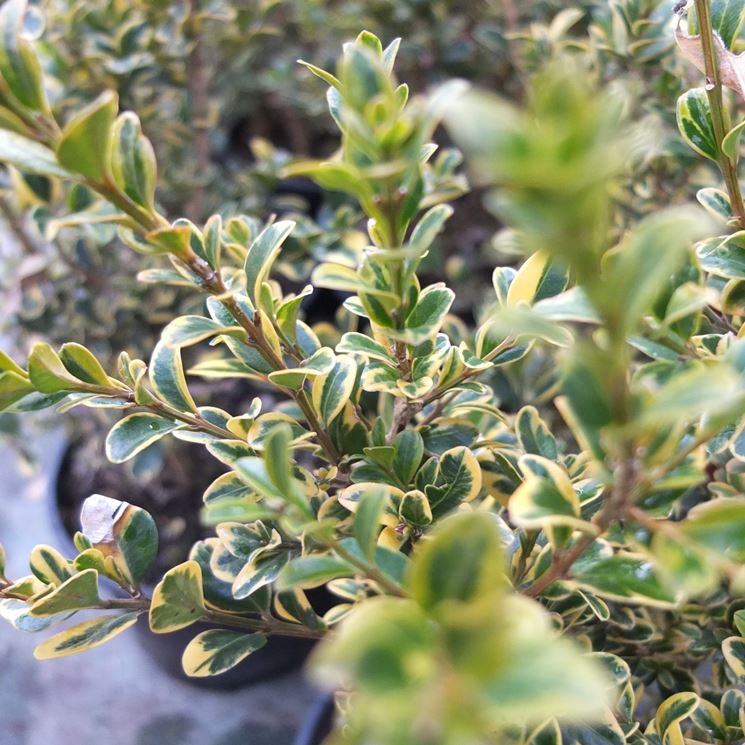 pianta succulenta