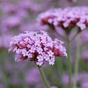 Verbena  