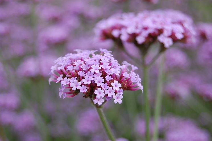 Verbena  