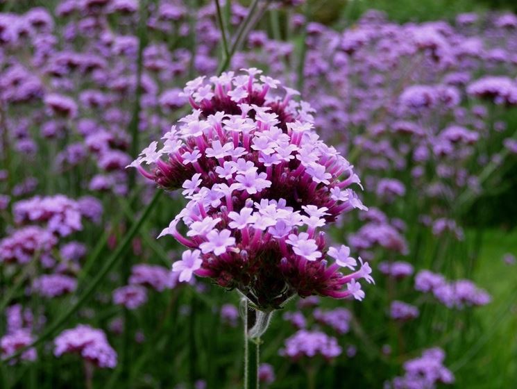 verbena