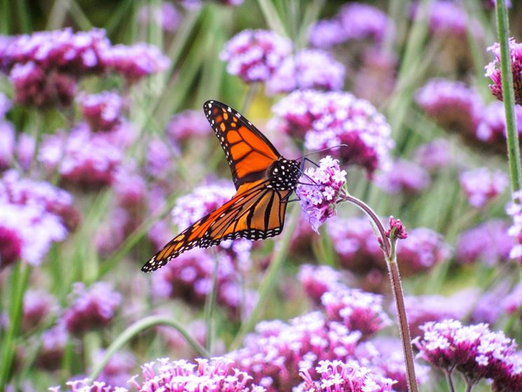 Verbena  