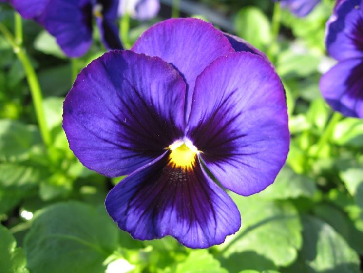 Viola  