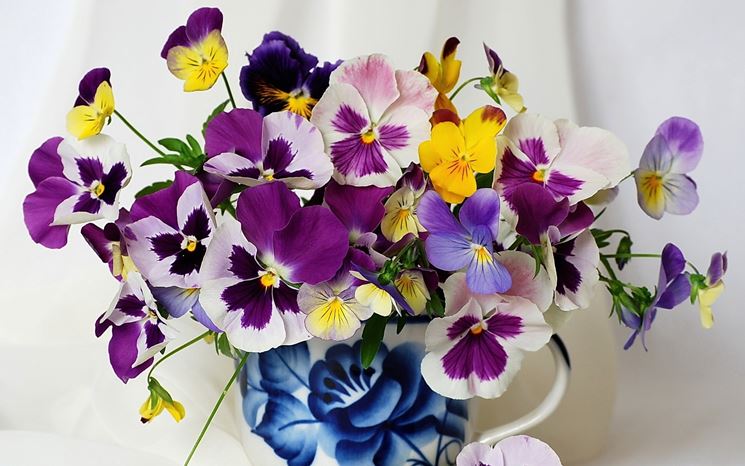 Viola  