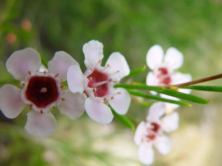 Wax flower 