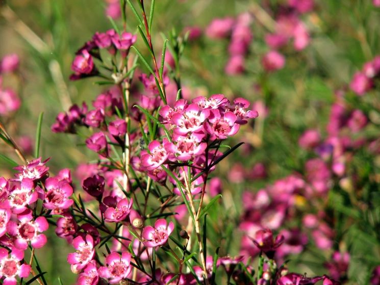 Wax flower 