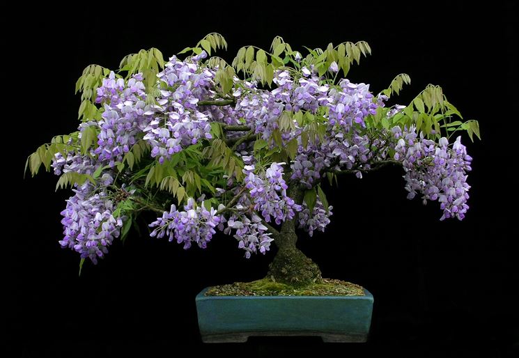 glicine bonsai