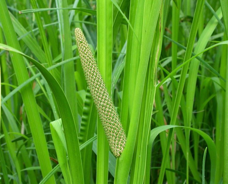 calamo aromatico