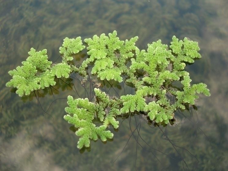 Felce d'acqua