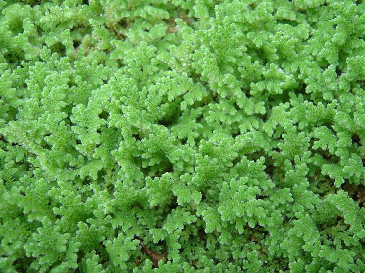 azolla