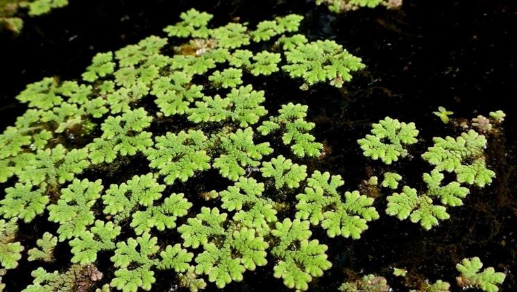 azolla