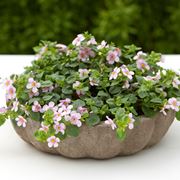 Bacopa