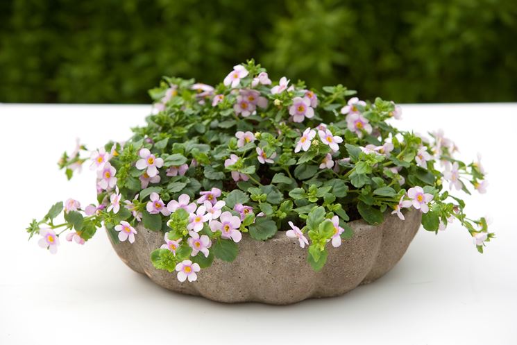 Bacopa