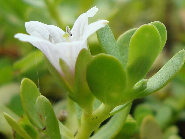 Bacopa