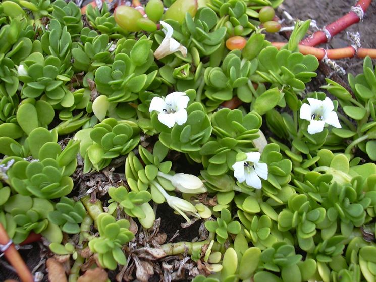 terreno bacopa