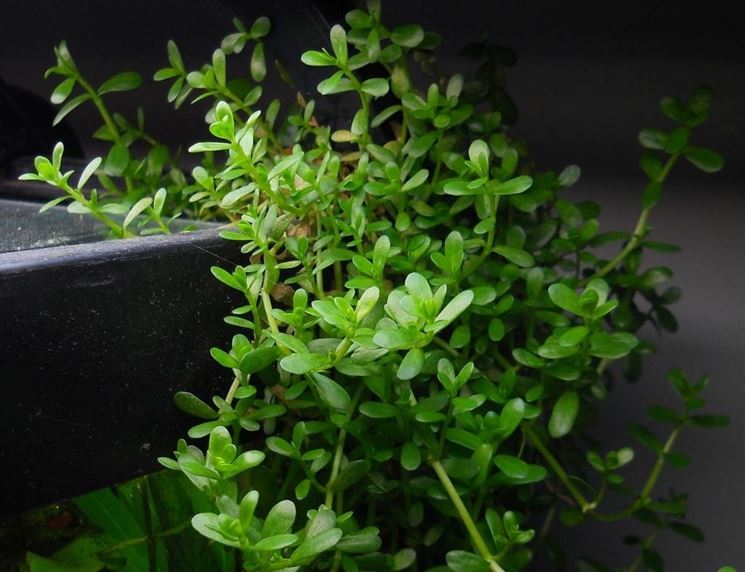 bacopa