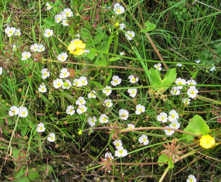 Le piante acquatiche dalla a alla z Fiori acquatici nomi