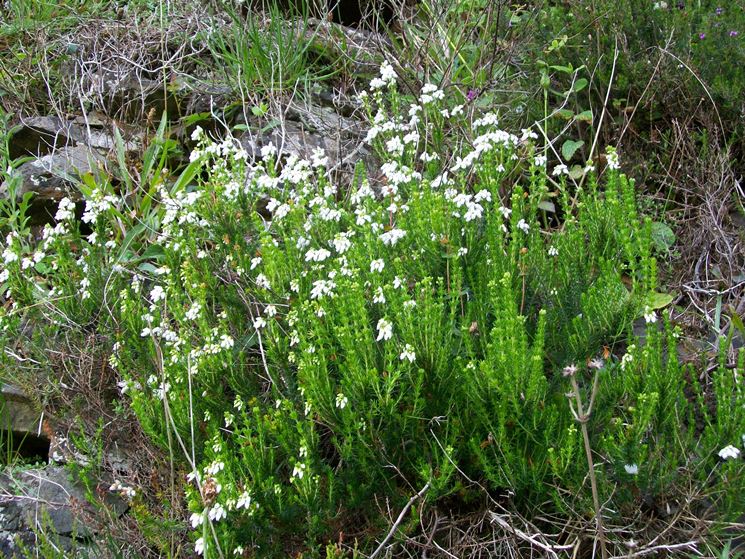 Baldellia ranunculoides