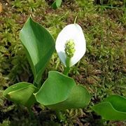 Calla di palude