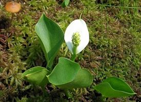 Calla di palude  -  Calla palustris 